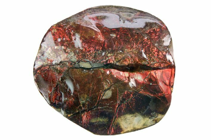 Iridescent Ammolite (Fossil Ammonite Shell) - Alberta #357478